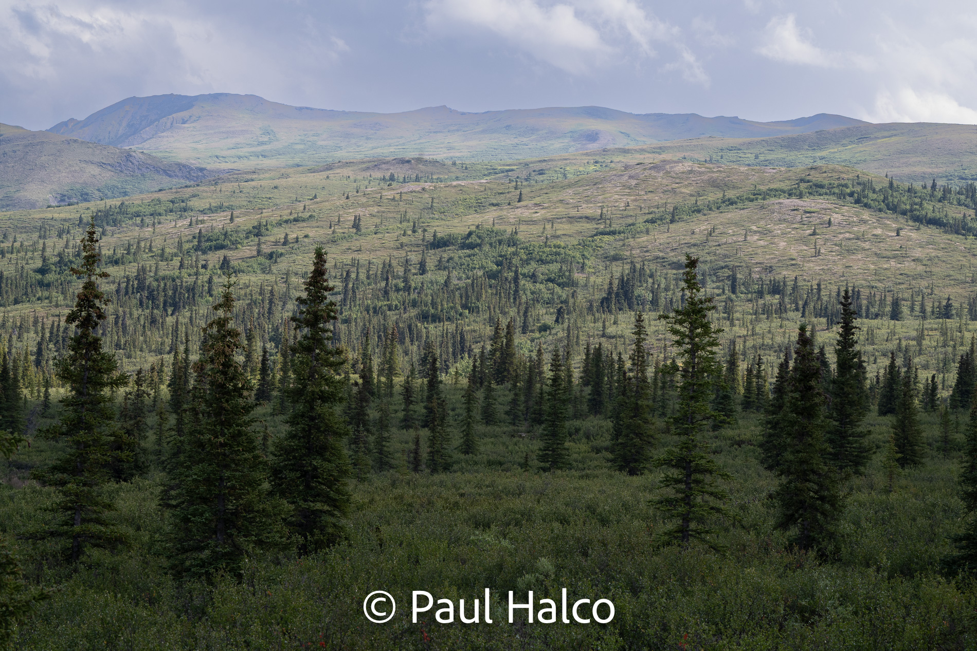 Paul Halco - Denali NP-11